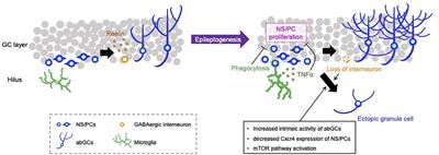 Seizure-induced hilar ectopic granule cells in the adult dentate gyrus